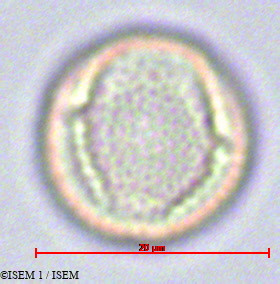 ISEM 1/Solanum_anomalum_43/Solanum_anomalum_43_0003(copy).jpg
